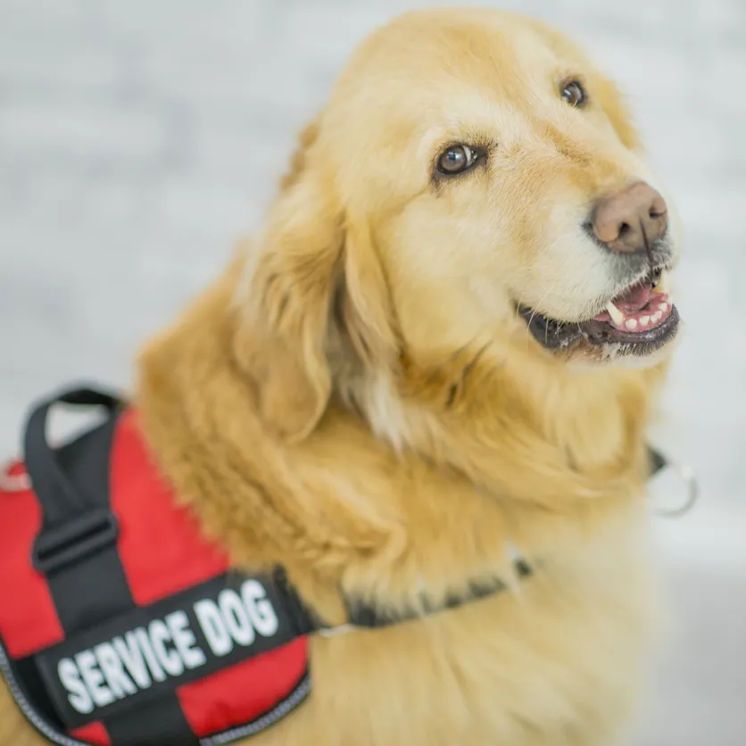 Golden Retriever service dog