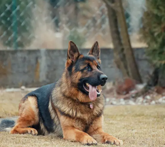 Service dog laying down