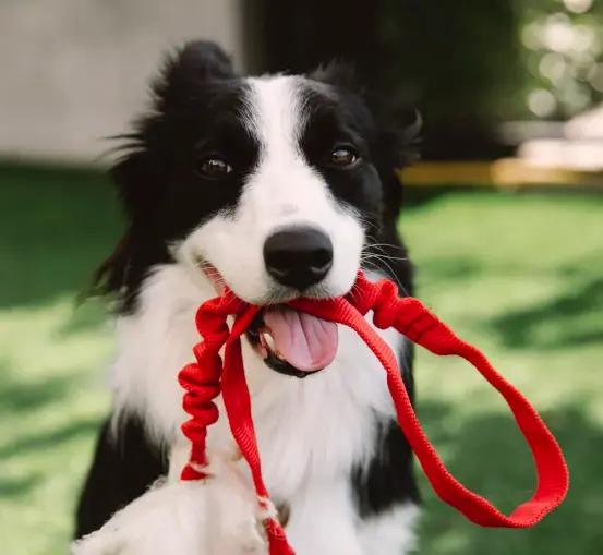 Service dog with leash